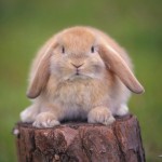 Как поймать кролика? (интервью)