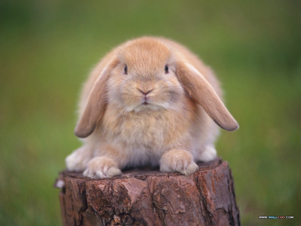 Как поймать кролика, интервью о поиске своего предназначения и смысла жизни